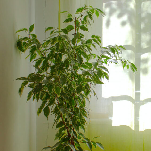 Plants Shop Product Gallery Img 10 E1765892667969