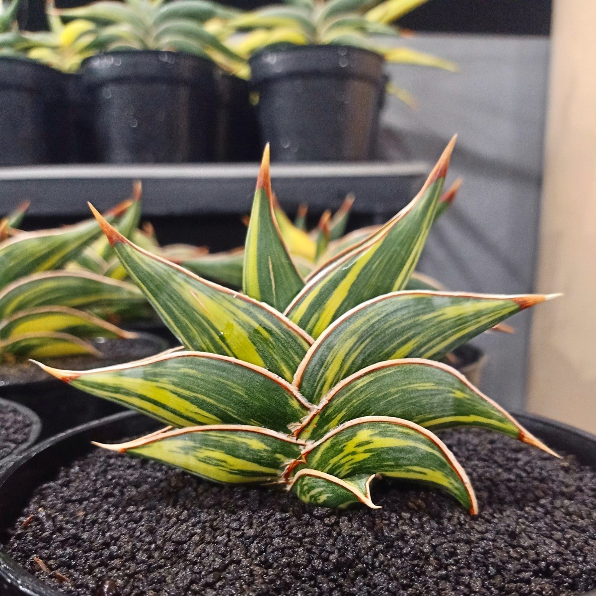 whatsapp image 2025 11 07 at 16.04.17