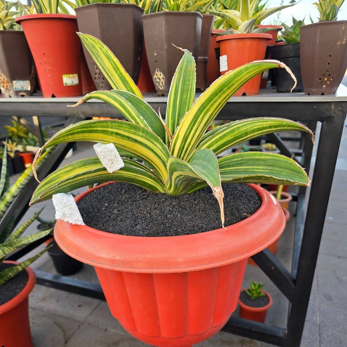 whatsapp image 2025 11 07 at 16.18.56