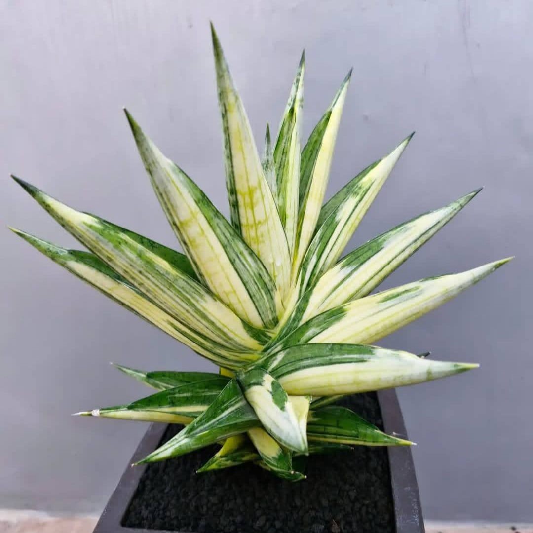 whatsapp image 2025 11 07 at 16.23.50