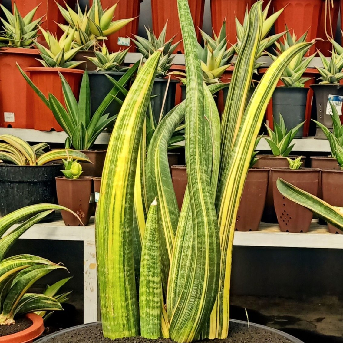 whatsapp image 2025 11 07 at 16.25.16