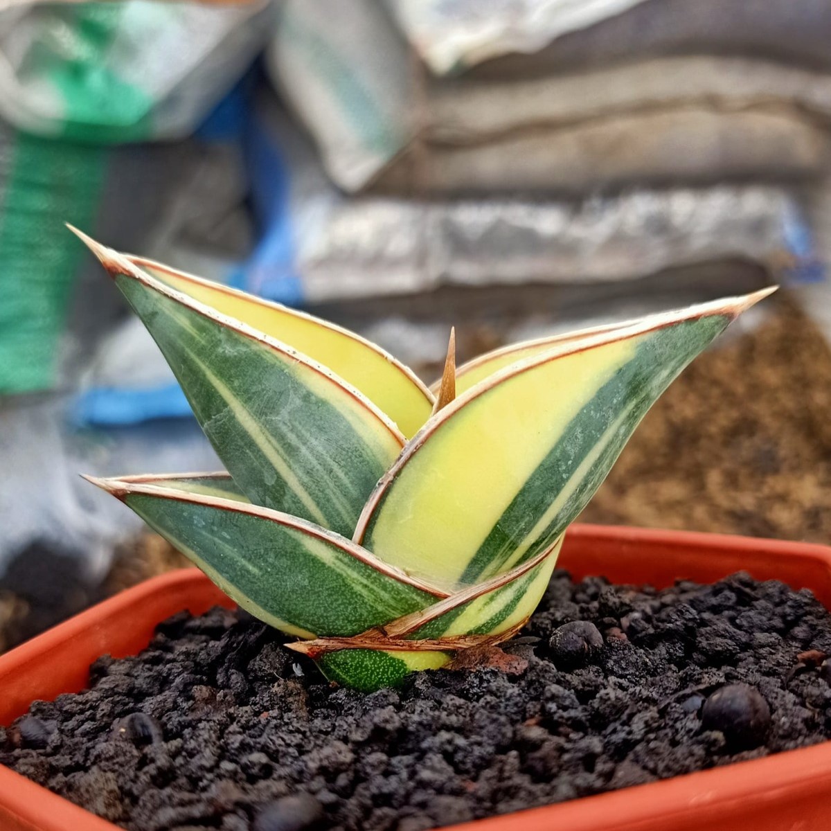 whatsapp image 2025 11 07 at 16.26.02