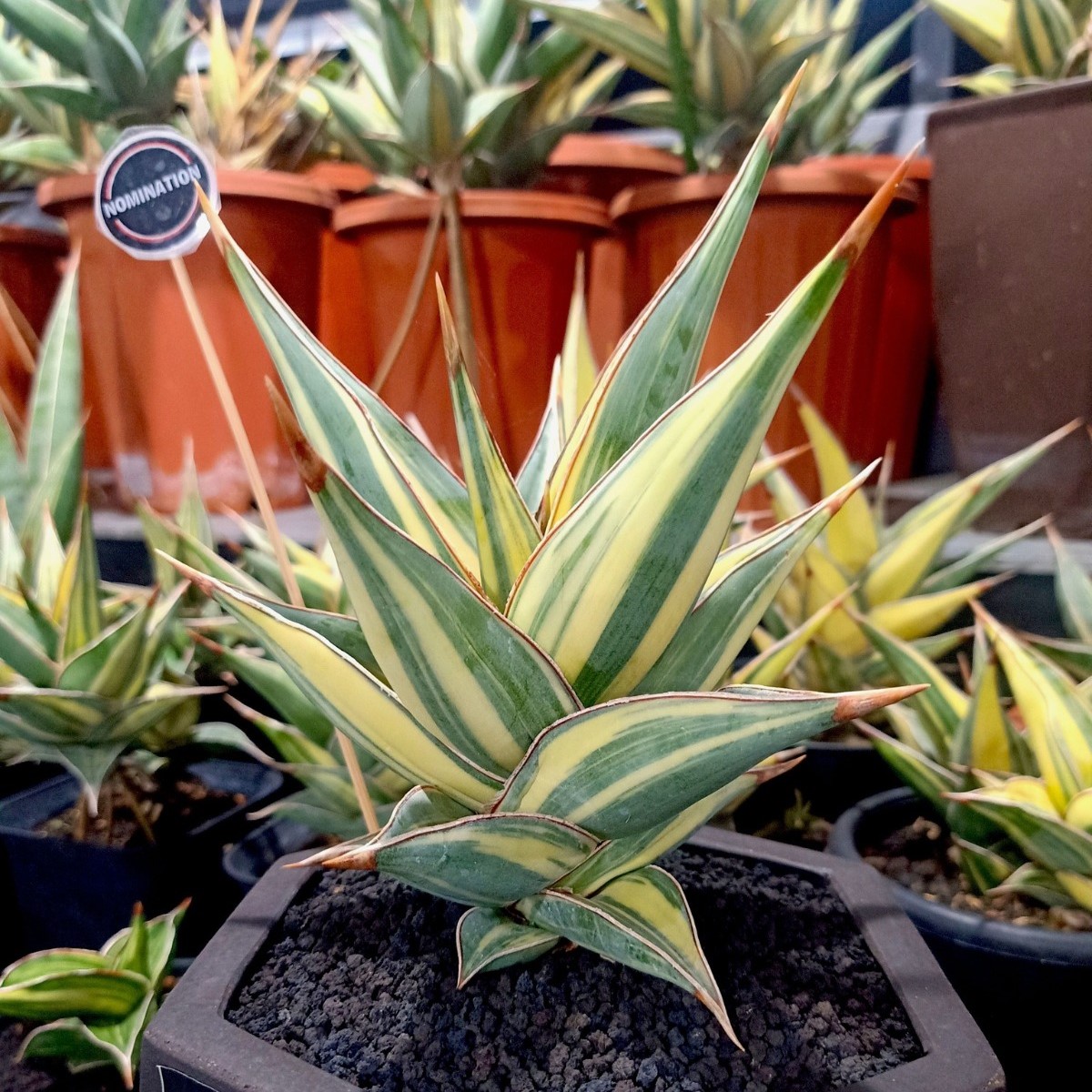 whatsapp image 2025 11 07 at 16.37.08