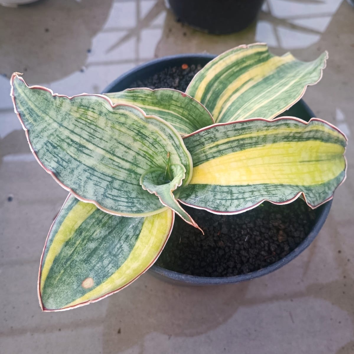 whatsapp image 2025 11 07 at 16.37.42