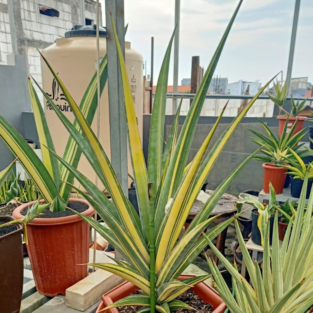 whatsapp image 2025 11 07 at 16.38.41