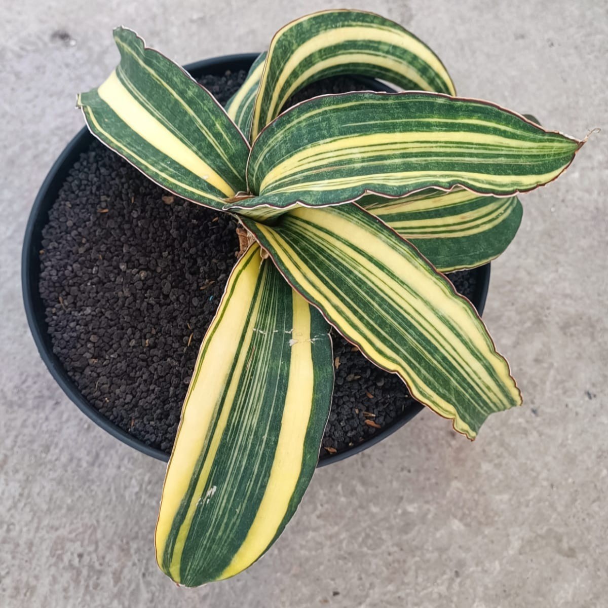 whatsapp image 2025 11 07 at 17.08.33