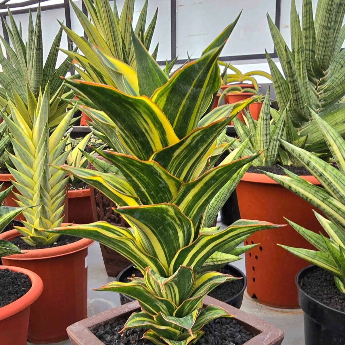 whatsapp image 2025 11 07 at 17.12.38