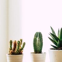 5 Mind-Blowing Facts About Sansevieria