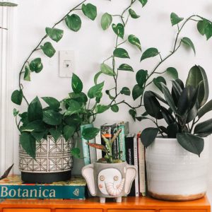 5 Common Signs Your Sansevieria Is Unhealthy (And How to Fix It)