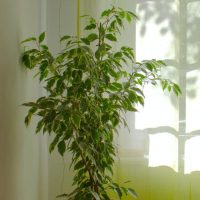 Why Sansevieria is the Ultimate Plant for Modern Interiors (Home & Office)